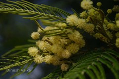 Acacia mearnsii
